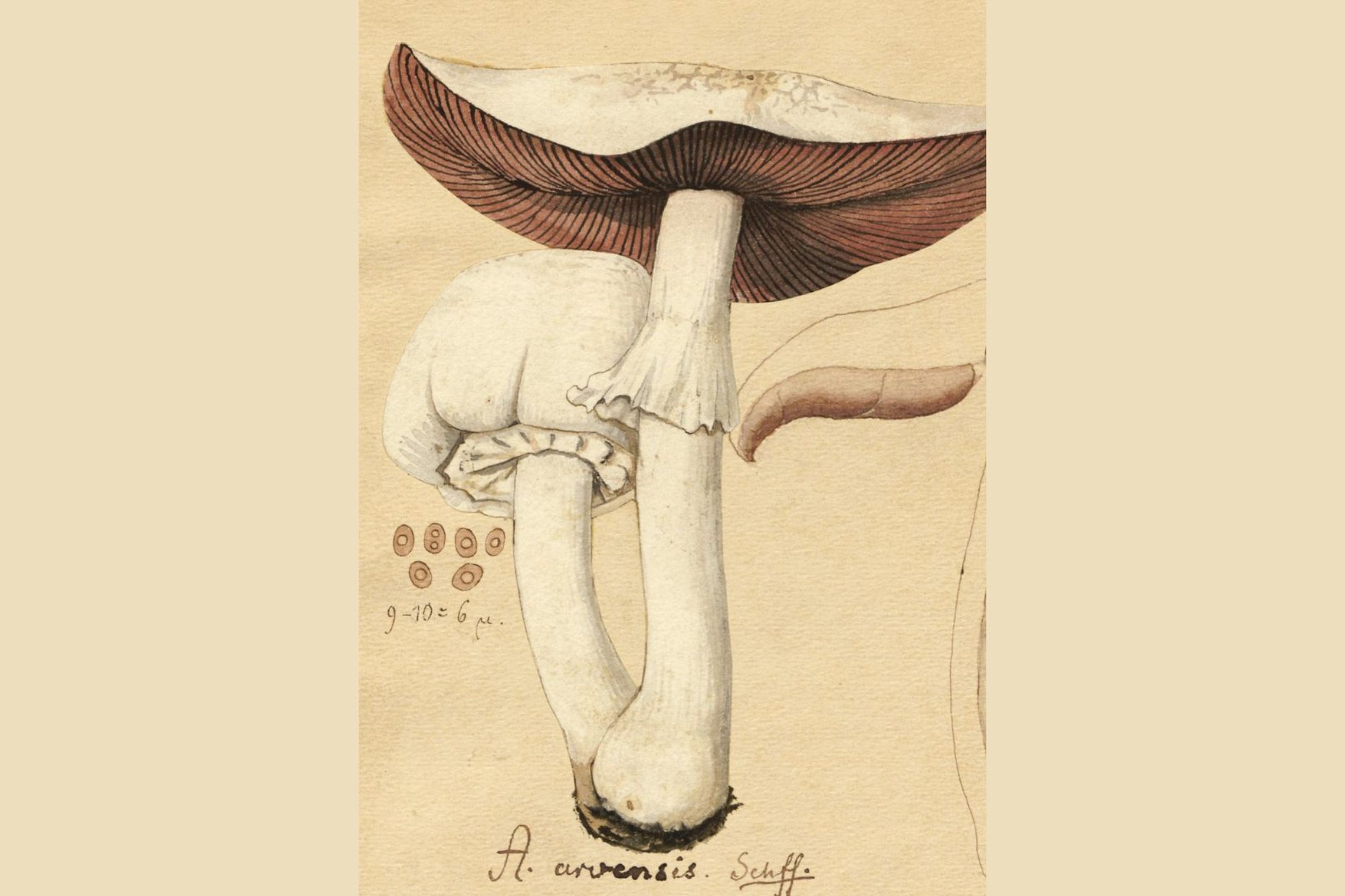 Iliustracija